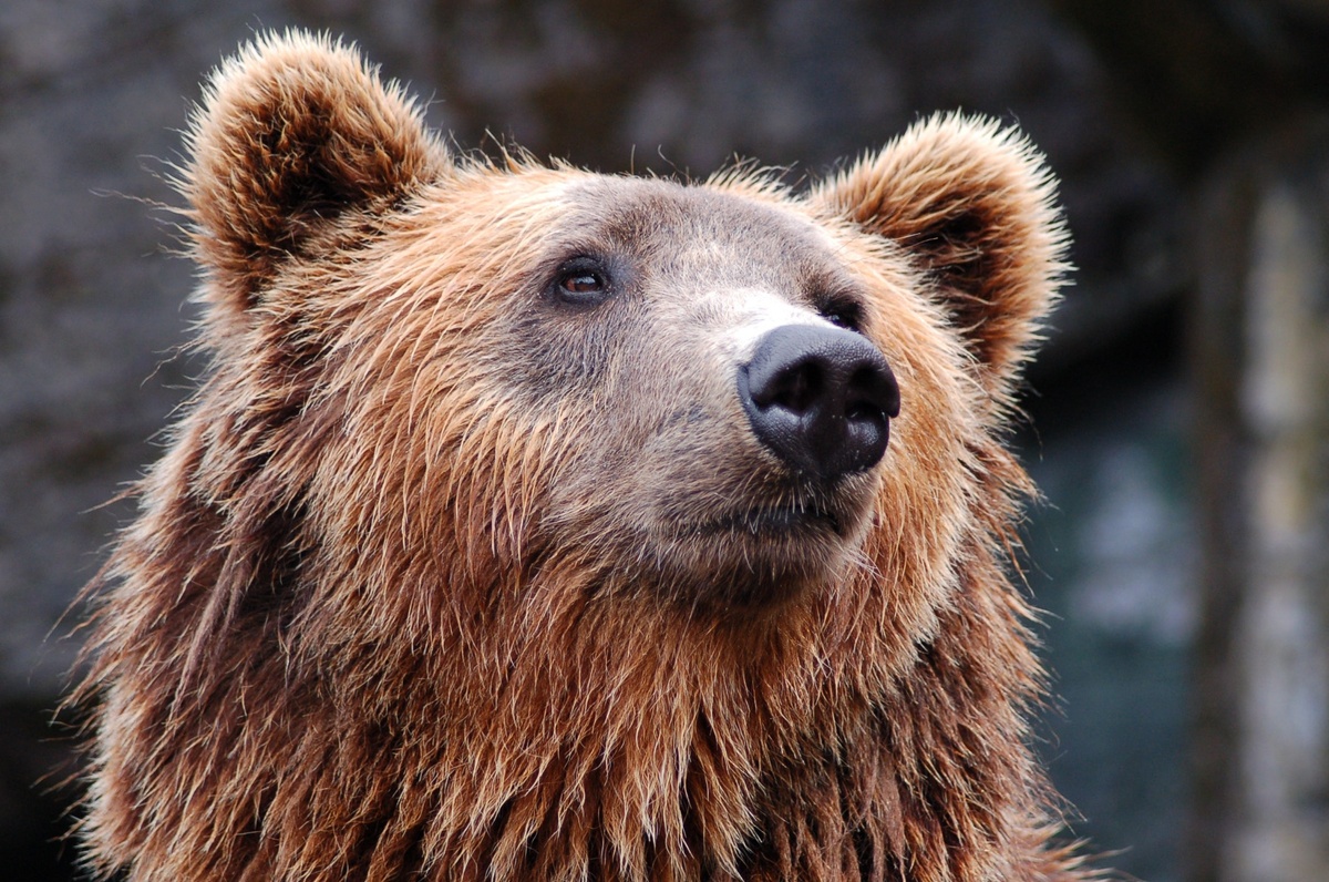 Historically, How Does This Bear Market Stack Up?