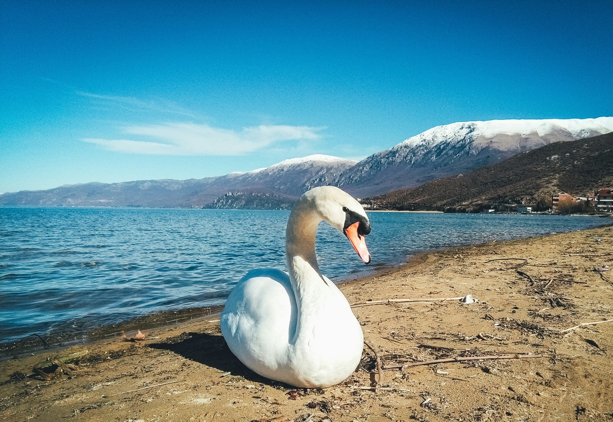 Weekly Market Insights | Upbeat Q2, Trade News Cheer Investors