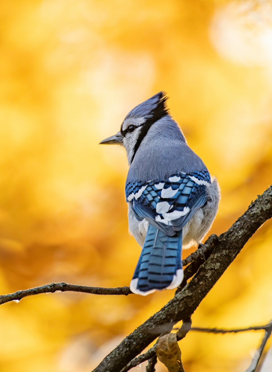 Weekly Market Insights: Stocks React to Key Data and Earnings