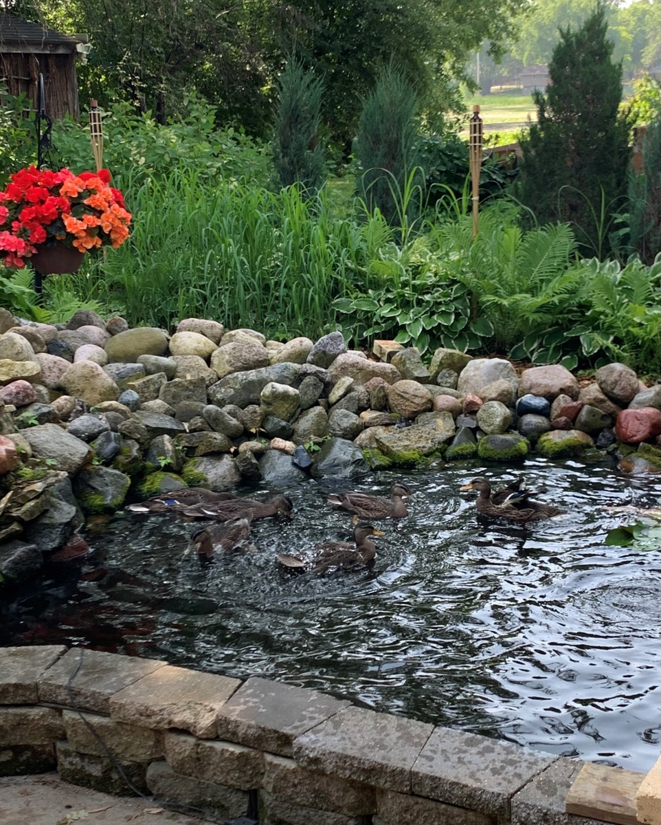 Ducks are Freed!