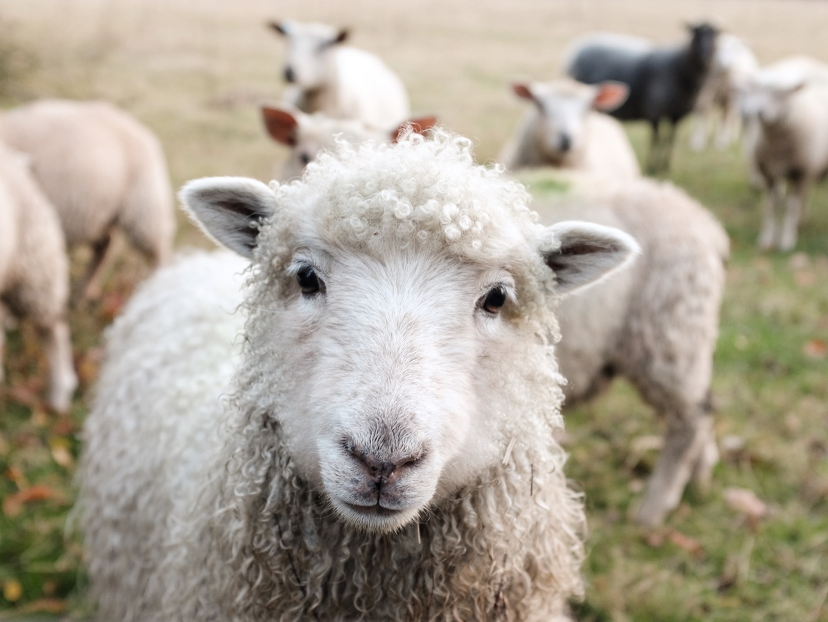 March Left Like a Lamb