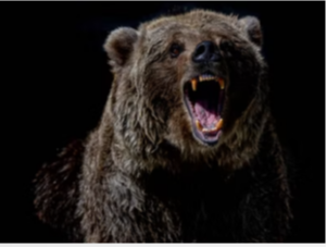 What Happens After a Bear Market Starts?
