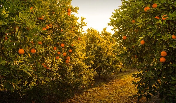 A Primer on Dividends