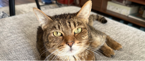 In Memoriam: Goose