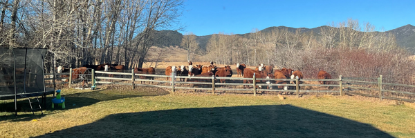 Agricultural Business Planning for Montana Ranchers and Farmers