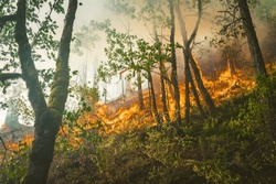Wildfires: Understanding the Risks and Staying Protected