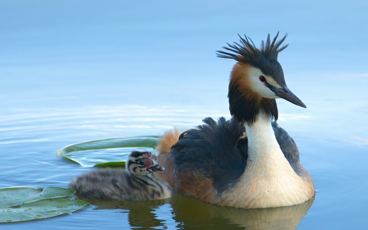 Weekly Market Insights: Market Retreats on Inflation, Economic Reports.