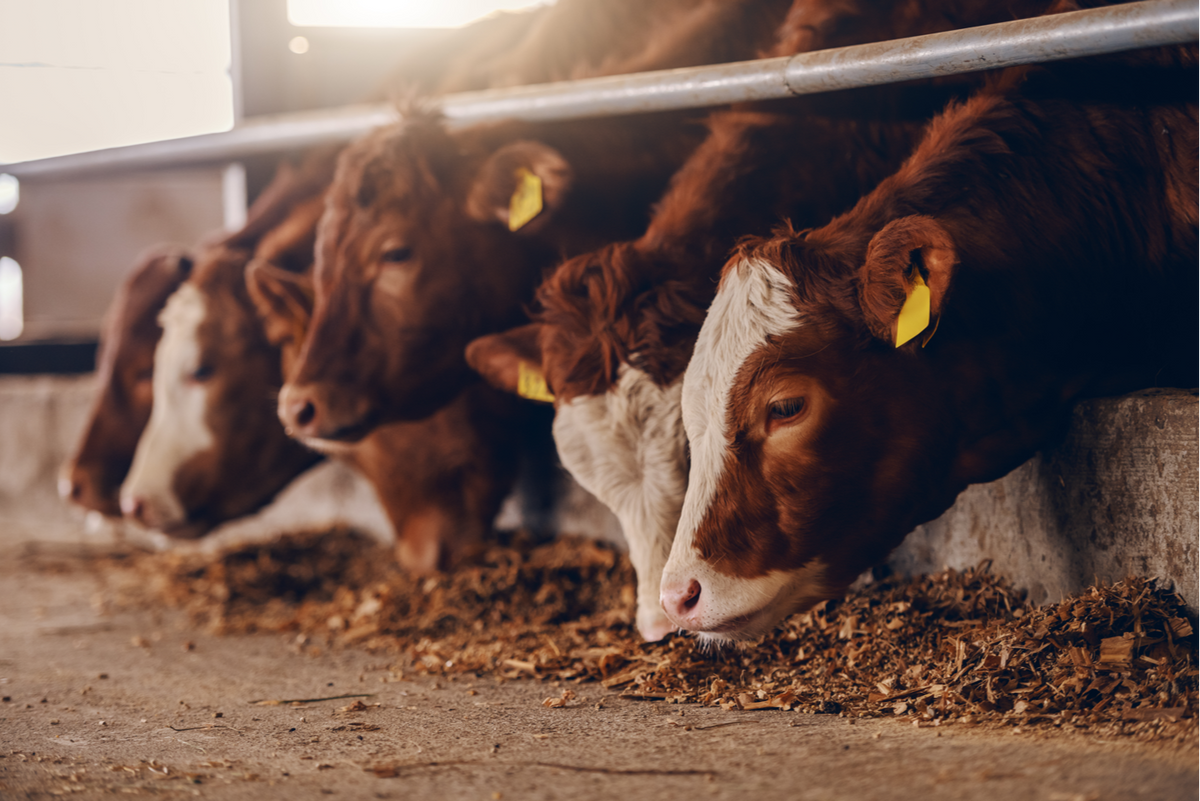 The Vital Role of Livestock Mortality Insurance