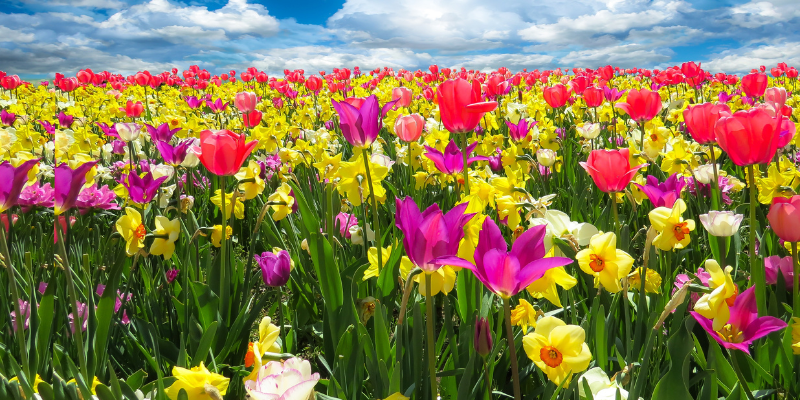 Spring Has Sprung: Time to Refresh Your Retirement Plan