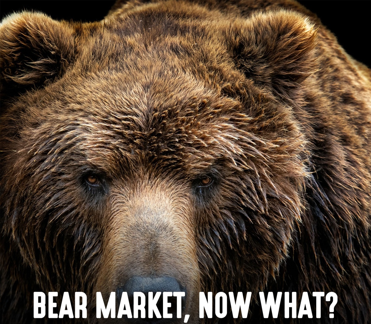 We're in bear country. Now what?