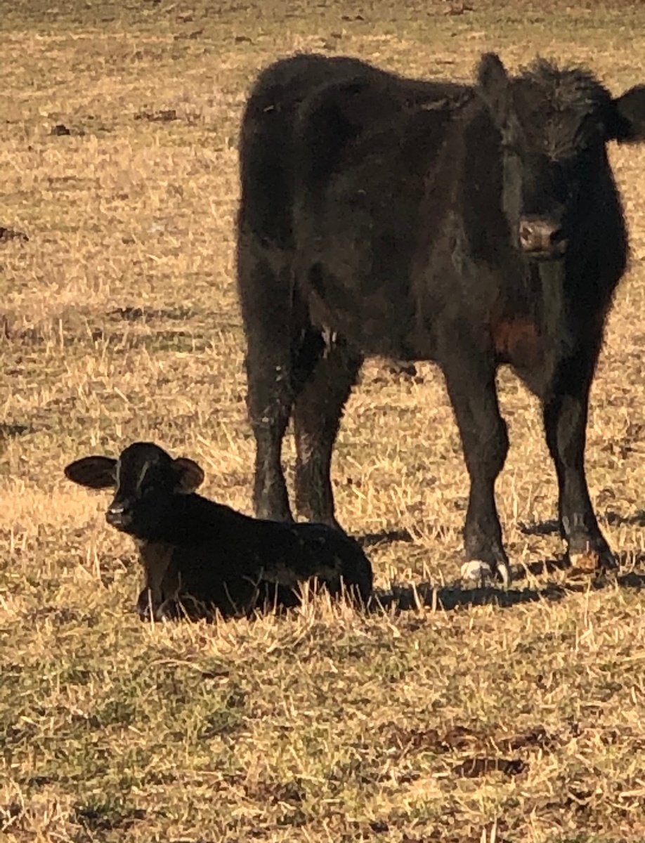 Life on the Farm