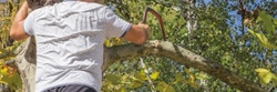 How to keep your trees healthy — and upright
