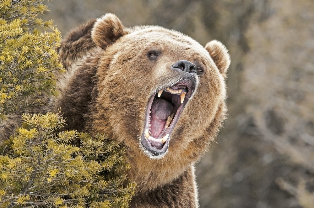 Stock Bear Roars, Bond Market Stabilizes