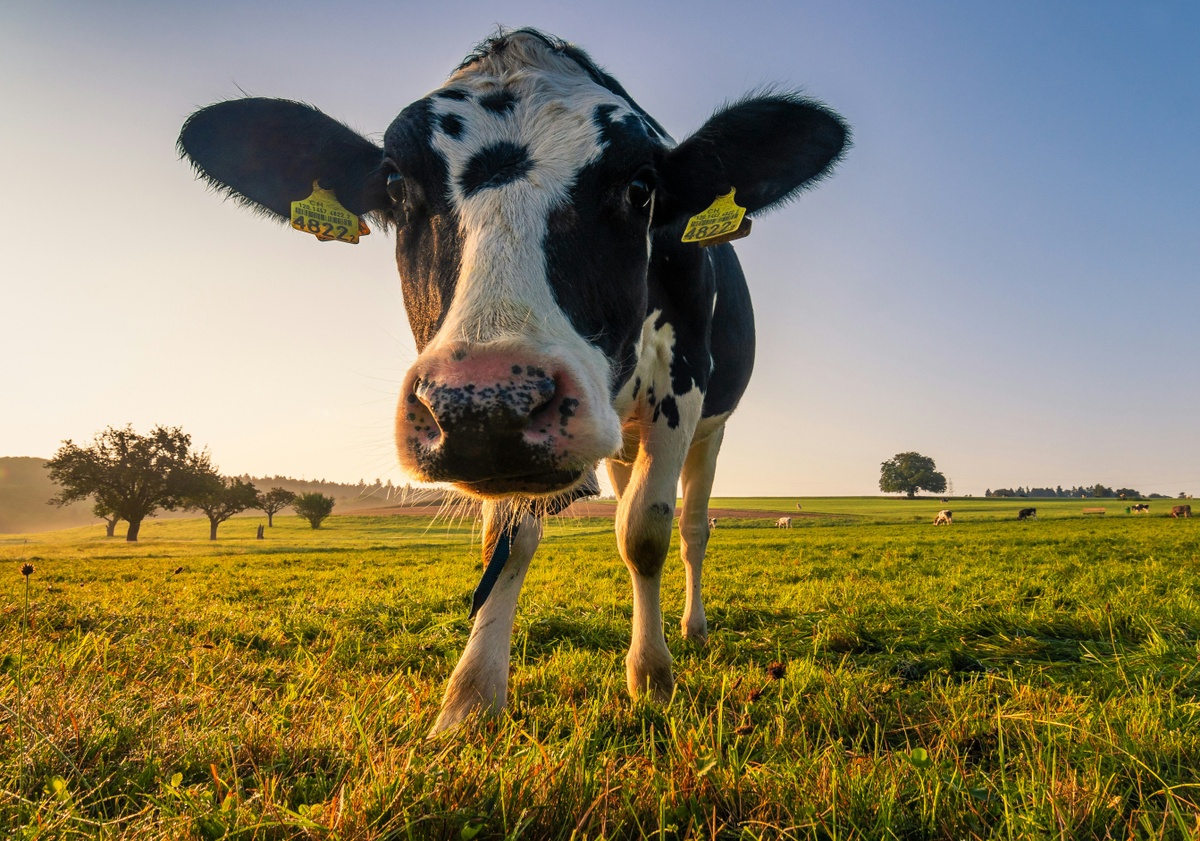 Cow's Dairy: Do We Really Need It?