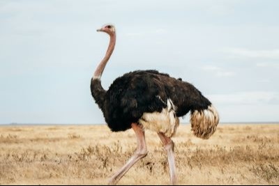 The Ostrich Effect