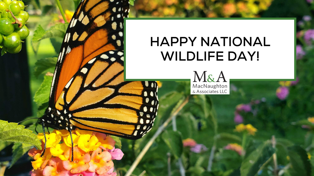 Happy National Wildlife Day!