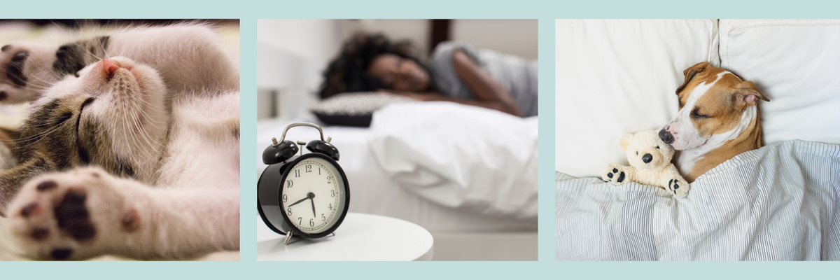 Can Sleep Trackers Lead to a Better Night’s Sleep?