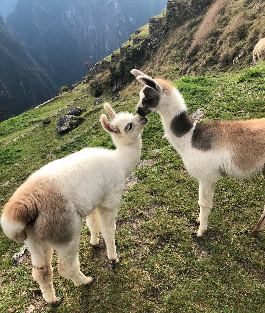 Weekly Market Insights: Sixth Week of Gains on Wall Street