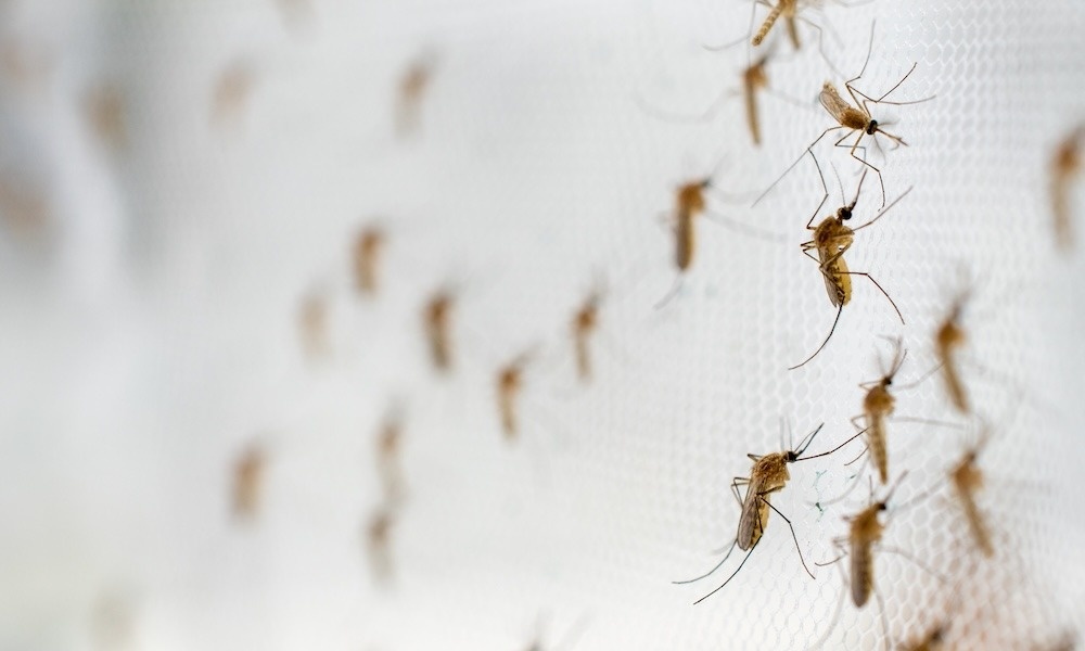 Mosquito Season in South Florida: What Every Homeowner Should Know