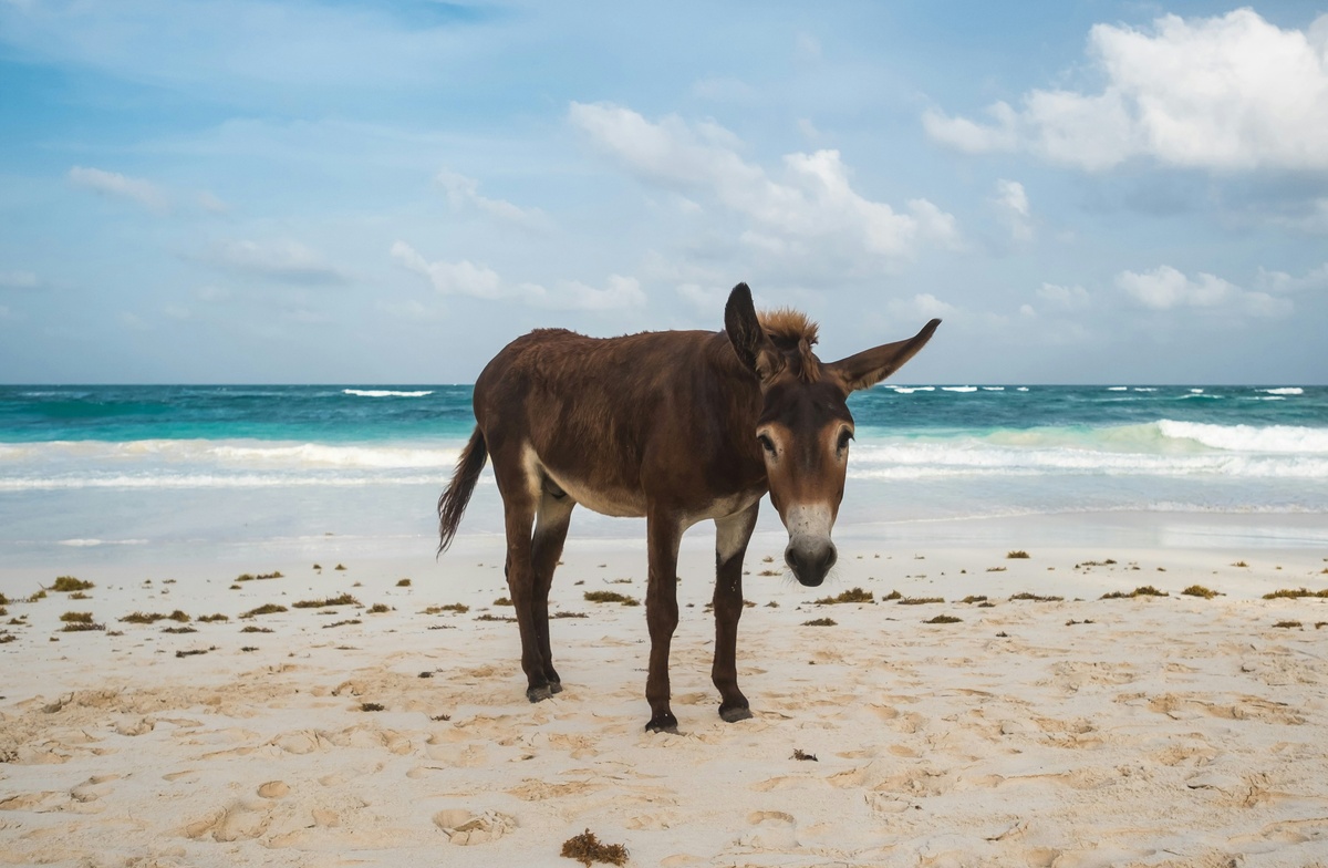 Weekly Market Insights: Stocks Advance After New Inflation Data