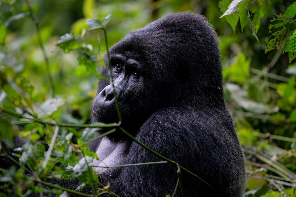 The 800 Pound Economic Gorilla