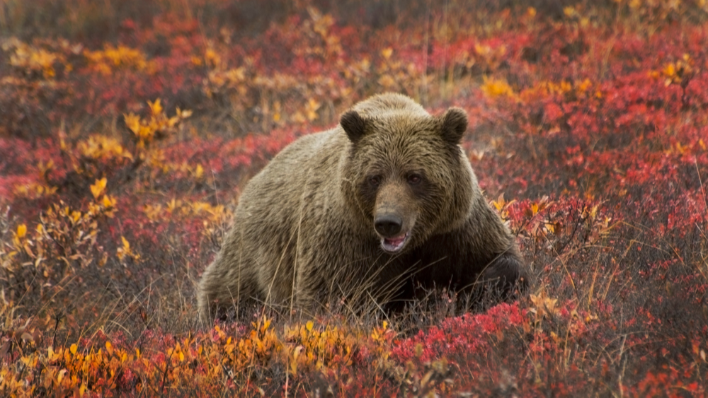 A Survival Guide for a Bear Market