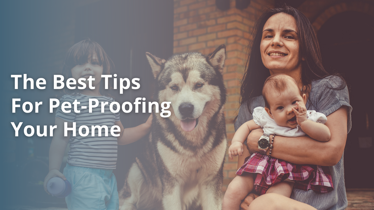 The Best Tips For Pet-Proofing Your Home