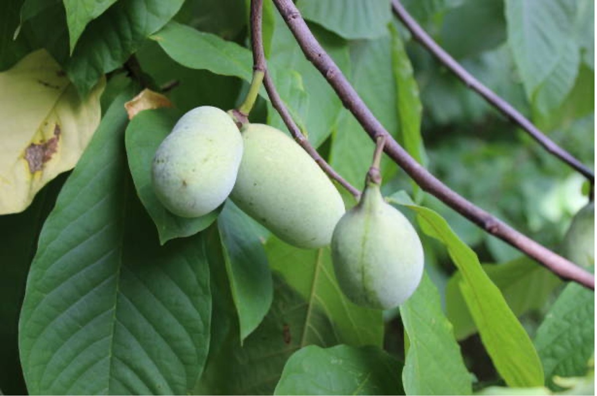 Planning, Portfolios and Pawpaws