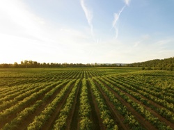 Farmer’s Retirement: What to Consider When Selling Land & Equipment