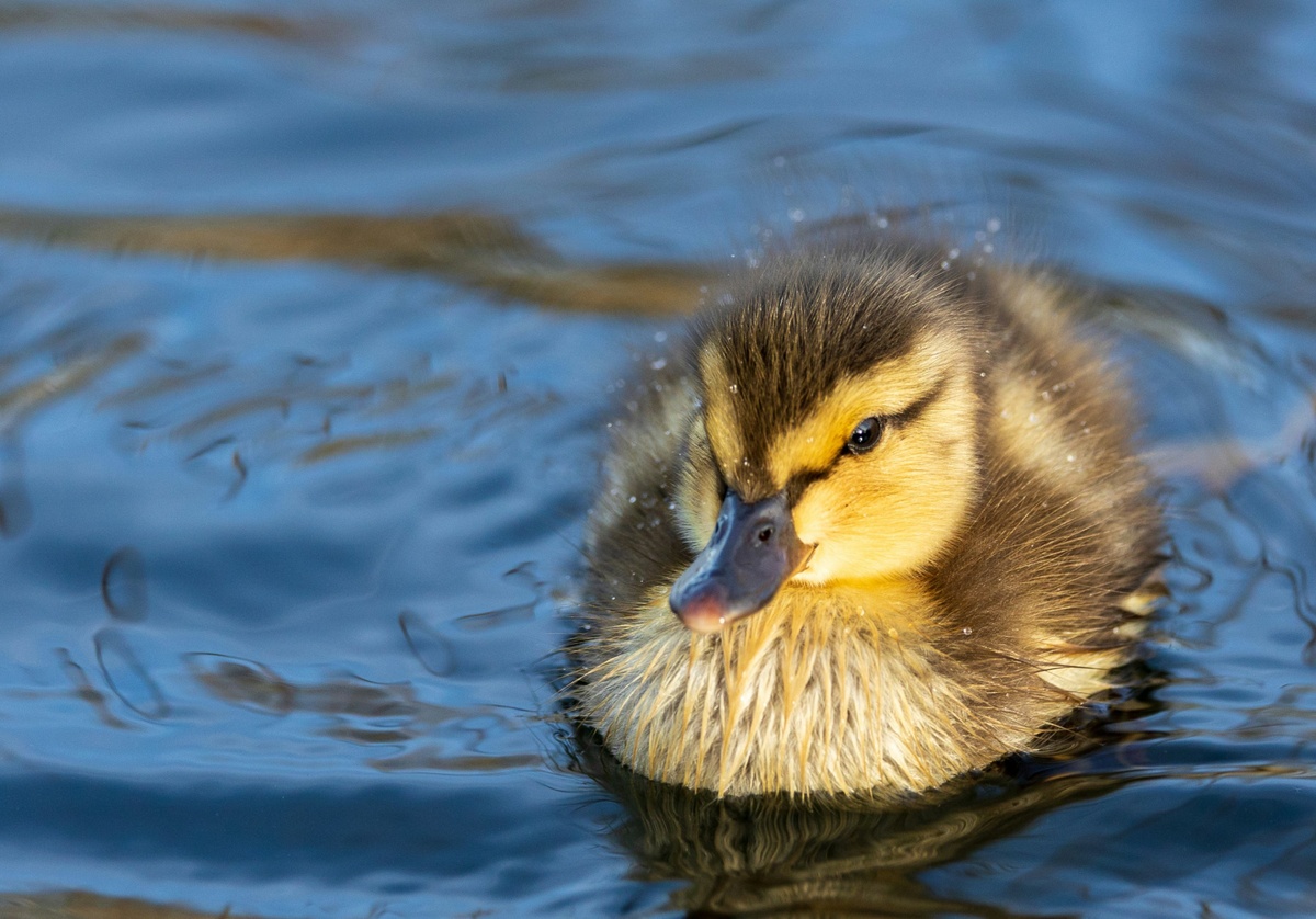 Weekly Market Insights | AI Report, Inflation Provoke Rocky Week