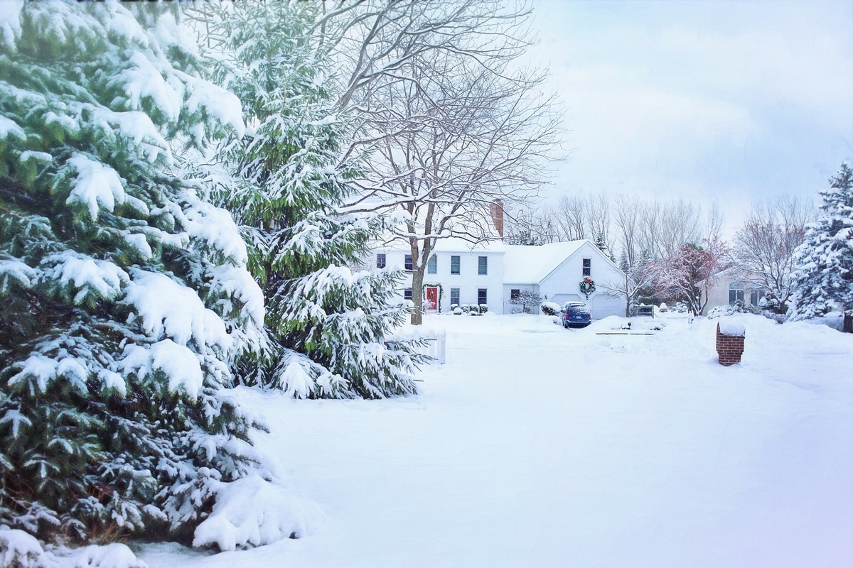 Understanding Tree Damage & Your Homeowners Insurance
