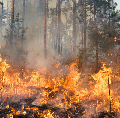 Wildfire Preparedness 2026