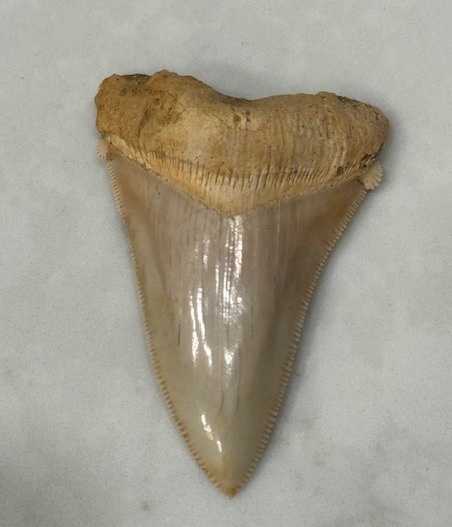 The Search for the Rare Megalodon Tooth