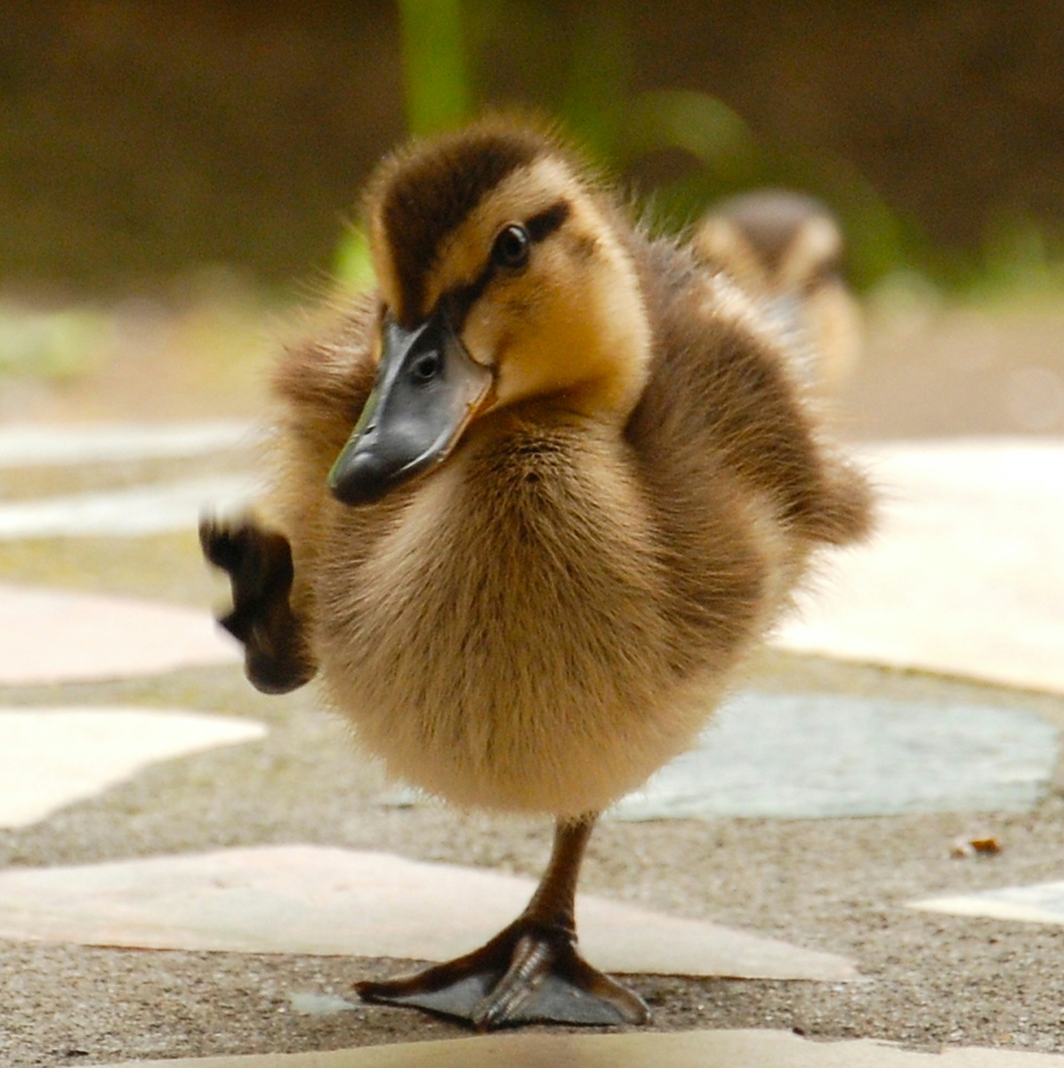 Weekly Market Insights: S&P Hits Record High & Free Money?!