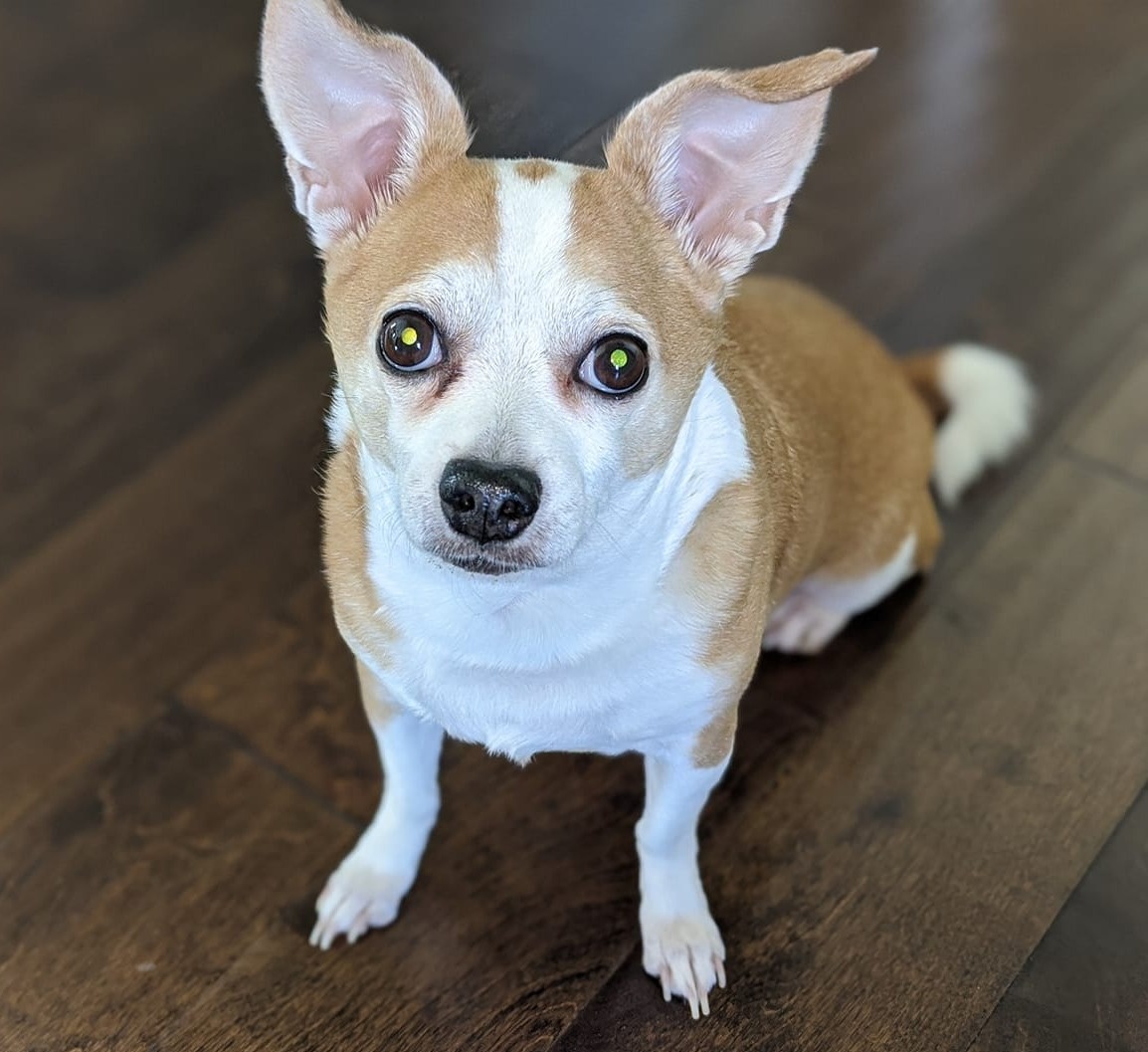 Making Financial Provisions for Your Surviving Pets