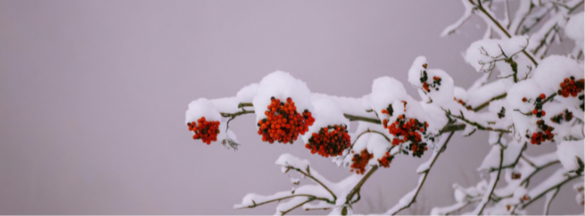 January Market Update: Snowstorms and Fresh Starts