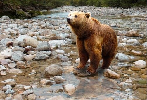 When Bears Are Loud, Consider This