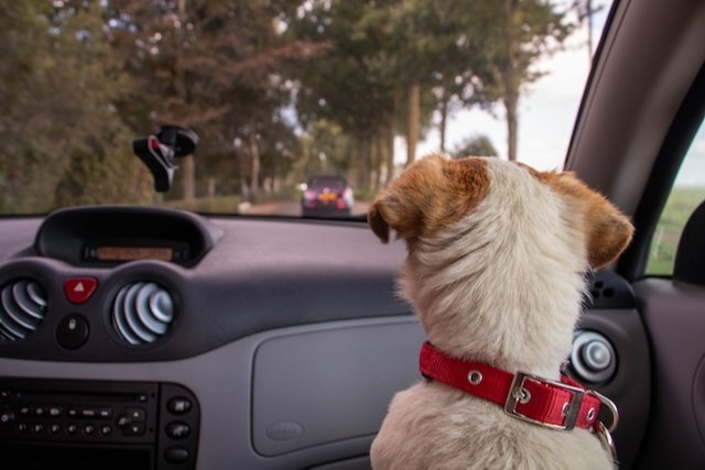 Are My Pets Covered if in an Auto Accident?