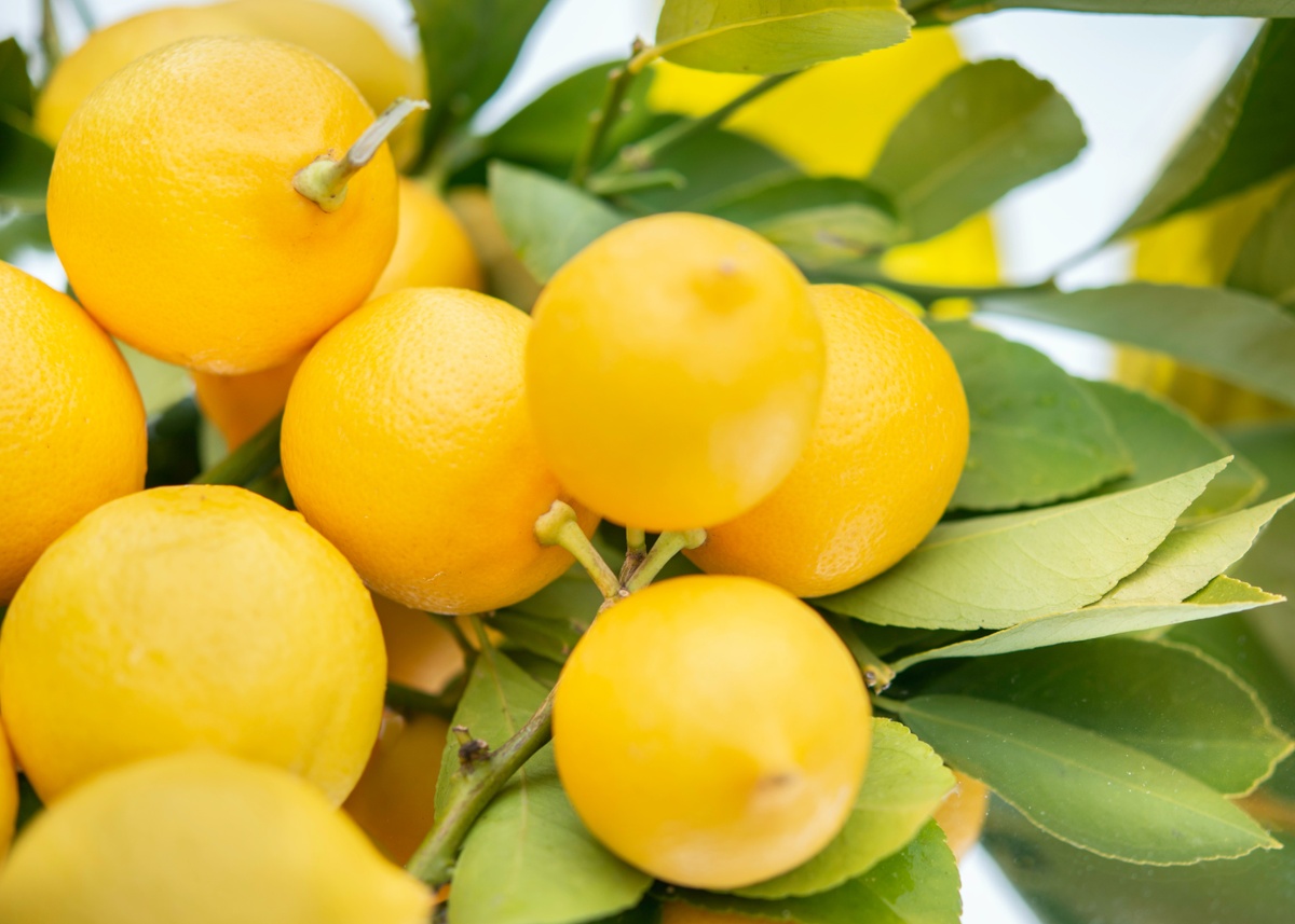 When Life Hands You Lemons – The Power of Tax Loss Harvesting