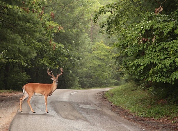 Watch for Deer This Fall: How to Stay Safe and Protect Your Vehicle