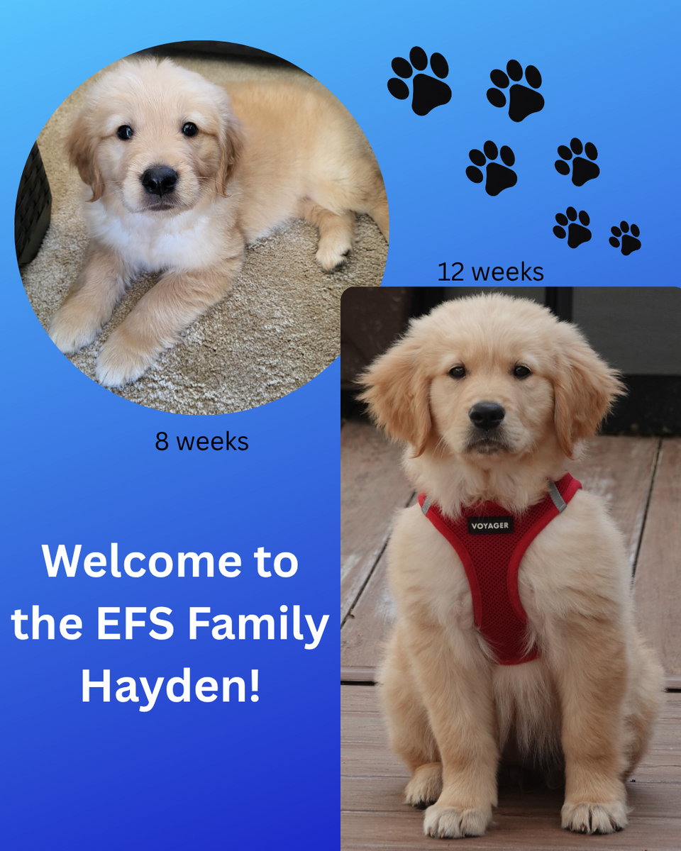 Welcome Hayden: Our Newest (and Furriest) Intern at Empowered Financial Strategies