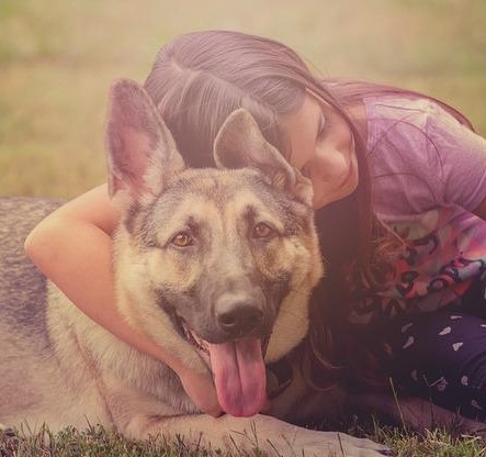 Is Fido Excluded On Your Home Insurance?
