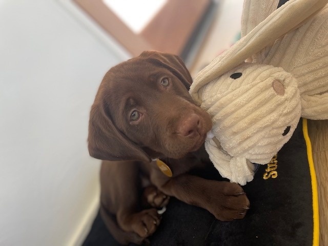 Puppies And Patience - What Milly Can Teach Us About Investing