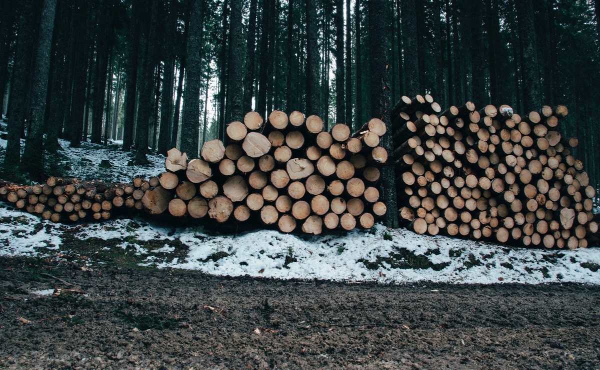 Why Do You Need Logging Insurance in the Pacific Northwest?