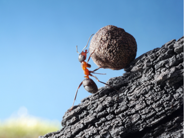 Observe the ant
