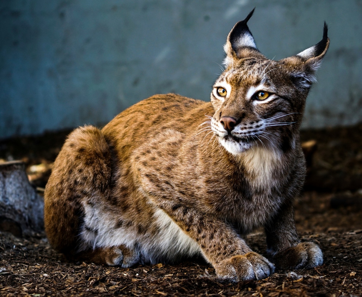 Weekly Market Insights | Stocks Retreat on Jobs and Election Concerns