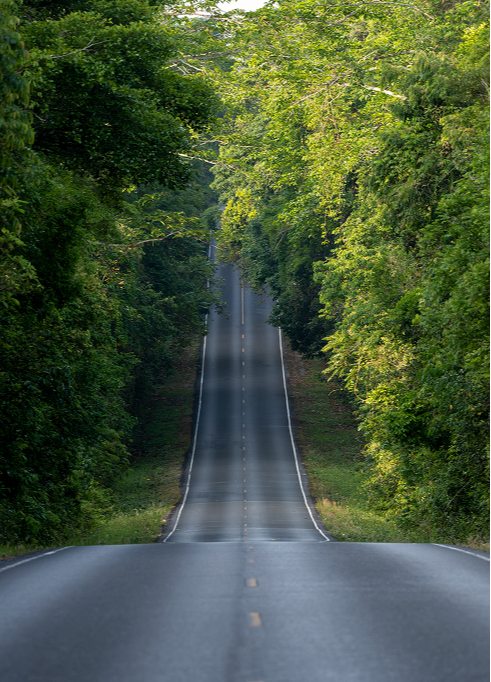 Road cutting through trees in a forest