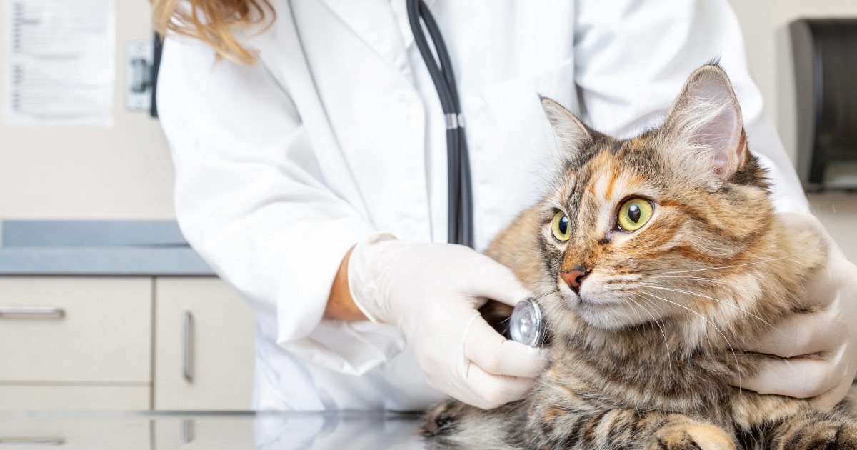 Veterinarian checking cat's heart beat