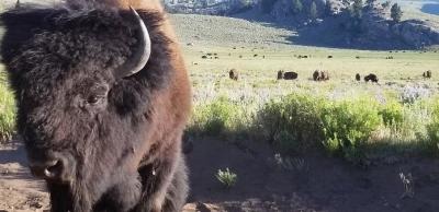 Buffalo