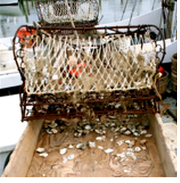 Oyster-Net